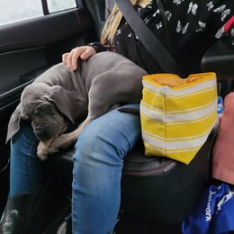 Great Dane Puppies from Northwood Euro Danes