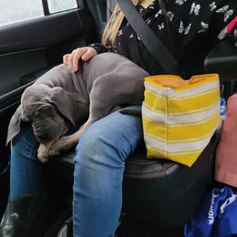 Great Dane Puppies from Northwood Euro Danes