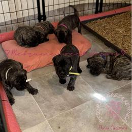 Perro de Presa Canario Puppies from Mesquite Creek Kennels