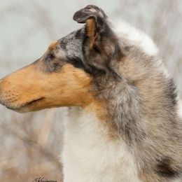 Collies from 5C's Collies