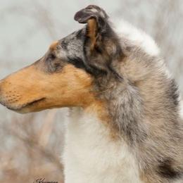 Collies from 5C's Collies