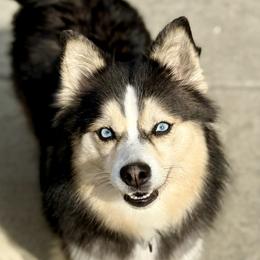 Kiwi - Pomsky