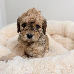 Ginger - Sable female Cavapoo puppy in Spokane, Washington from PJE Cavs and Poos