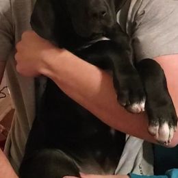 Great Dane Puppies from Meadow Creek Great Danes