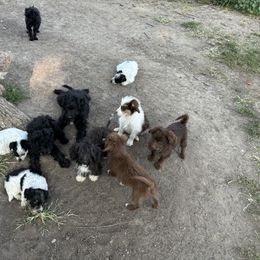 Aussiedoodle, Miniature Australian Shepherd, Poodle, and Toy Australian Shepherd Puppies from Mowry Creek Mini Aussiedoodles and More