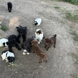 Aussiedoodle, Miniature Australian Shepherd, Poodle, and Toy Australian Shepherd Puppies from Mowry Creek Mini Aussiedoodles and More