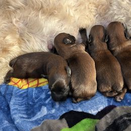Soft Coated Wheaten Terrier Puppies from Koontz Family Wheatens