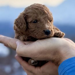 Golden Boy - Red male Bernedoodle puppy in Anchorage, Alaska from Cascade Country Doodles