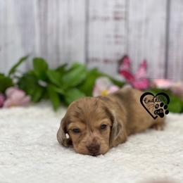 Archie - Dapple male Dachshund puppy in Nashville, Arkansas from Cuddles n Curls