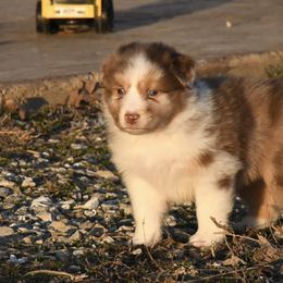 Australian Shepherd Puppies from BellSharps Australian Shepherds