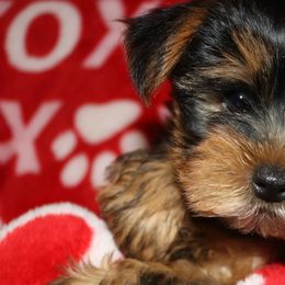 Yorkshire Terriers from Yorkie Love