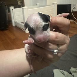 Girl 1 - Black and white female Coton de Tulear puppy in Vancouver, Washington from Uptown Cotons