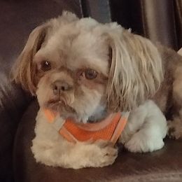 GRAHAM - Shih Tzu