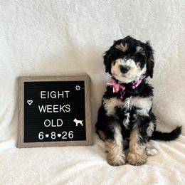 Dory - Tri-color female Bernedoodle puppy in Sparrows Point, Maryland from Rosie’s Puppies