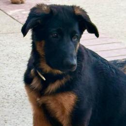 Pearl - Black and red female German Shepherd puppy in Anaheim, California from Hanan's German Shepherds