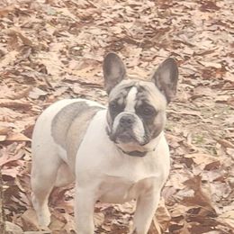 Zuzu - French Bulldog
