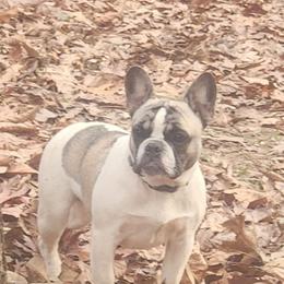 Zuzu - French Bulldog