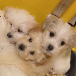 Morkies from Mandy's Morkies