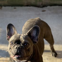 Bluey - French Bulldog