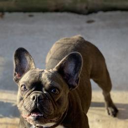 Bluey - French Bulldog