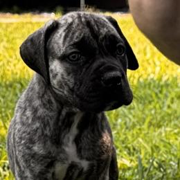 Tiger Lily - Brindle female Boerboel puppy in Bon Aqua, Tennessee from Erickson Ranch Boerboels