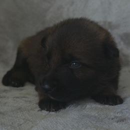 Yellow Boy - sable coat - Black male German Shepherd puppy in Elijay, Georgia from Mission K9
