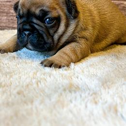Bulldogs and French Bulldogs from River Valley Bulldogs