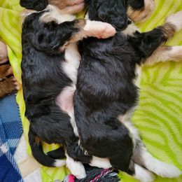 Bernedoodle Puppies from Beloved Bernedoodles of North Dakota