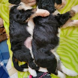 Bernedoodle Puppies from Beloved Bernedoodles of North Dakota