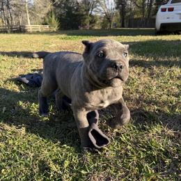 Blue collar - Gray brindle male Cane Corso puppy in Opelousas, Louisiana from Azelees Cane Corso