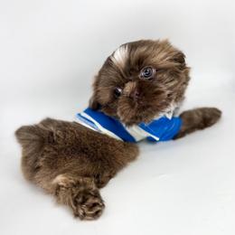 Uno - Lilac male Shih Tzu puppy in League City, Texas from Divine Pups