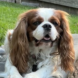 Bentley - Cavalier King Charles Spaniel