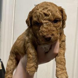 Ginger - Apricot female Aussiedoodle puppy in Columbia, Kentucky from Burton's Precious Doodles