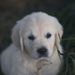 Miss Pink - Light golden female Golden Retriever puppy in Morrill, Kansas from Grimm Girls Farm