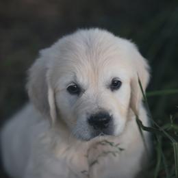 Miss Pink - Light golden female Golden Retriever puppy in Morrill, Kansas from Grimm Girls Farm