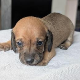 Romeo - Sable male Dachshund puppy in Waddell, Arizona from The Bearded Companions