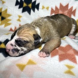 Charlotte - Harlequin female Great Dane puppy in Scottsburg, Virginia from Virginia Great Danes