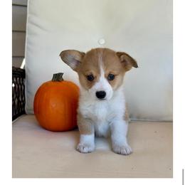Arthur (Artie) - Red male Pembroke Welsh Corgi puppy in Urbana, Ohio from Edgewood Farm and Kennel