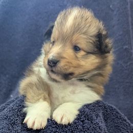 Black - Sable and white Shetland Sheepdog puppy in Lake Cumberland Area, Kentucky from Whitehaven Farm Shelties