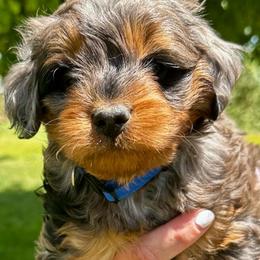 Jeep - Blue merle male Bernedoodle puppy in Horseshoe Bend, Idaho from Over the Moon Poodles and Doodles