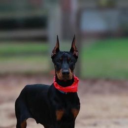 Doberman Pinscher and Labrador Retriever Puppies from Mississippi K9 Kennel