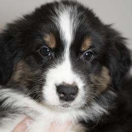 Boy 1 - male Australian Shepherd puppy in Grand Rapids, Michigan from Griffin Tides - Australian Shepherds