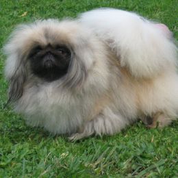 YO YO - Pekingese
