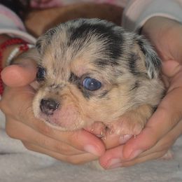 Wall-E - Blue merle male Chihuahua puppy in Tomball, Texas from Katie's Krew