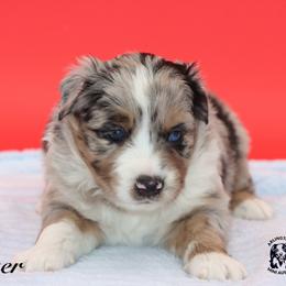 Tigger - Blue merle male Miniature Australian Shepherd puppy in Weeki Wachee, Florida from Arlington's Mini Aussies