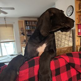 Boy 1 - Black male Great Dane puppy in Clayton, Washington from DaneLand Farm