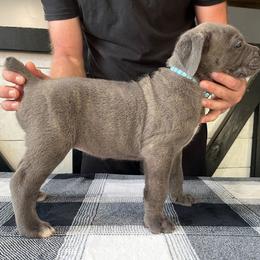 Light Blue Collar - Gray brindle female Cane Corso puppy in Beaver Crossing, Nebraska from Blue River Cane Corso