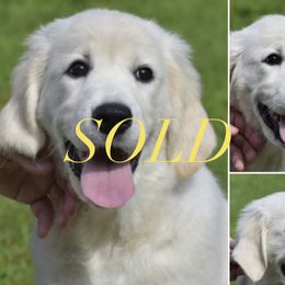Girl 1 - Golden Golden Retriever puppy in Connecticut from SolarWind