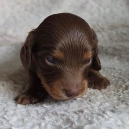 The Caterpillar - Alice in Wonderland Theme - Chocolate and tan male Dachshund puppy in Woodland, Washington from SJs Dachshunds