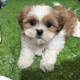 Nancy - Tricolor female Shih Tzu puppy in Bourne, Massachusetts from Shih Tzu Pups
